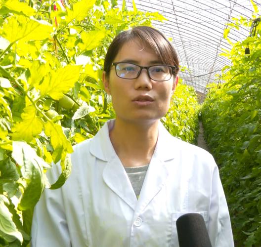李杰 赤峰市农牧科学研究所蔬菜研究中心博士:该技术基本实现了农机